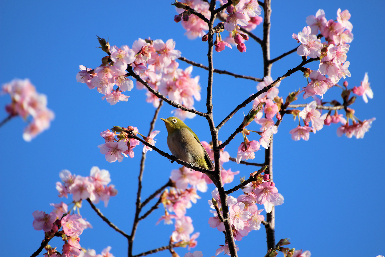 青空の下カワヅザクラの木にとまるメジロ