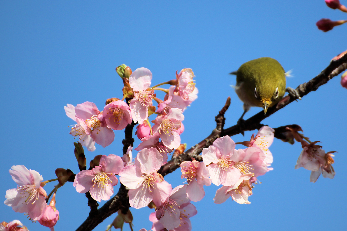 カワヅザクラの木にとまるメジロ