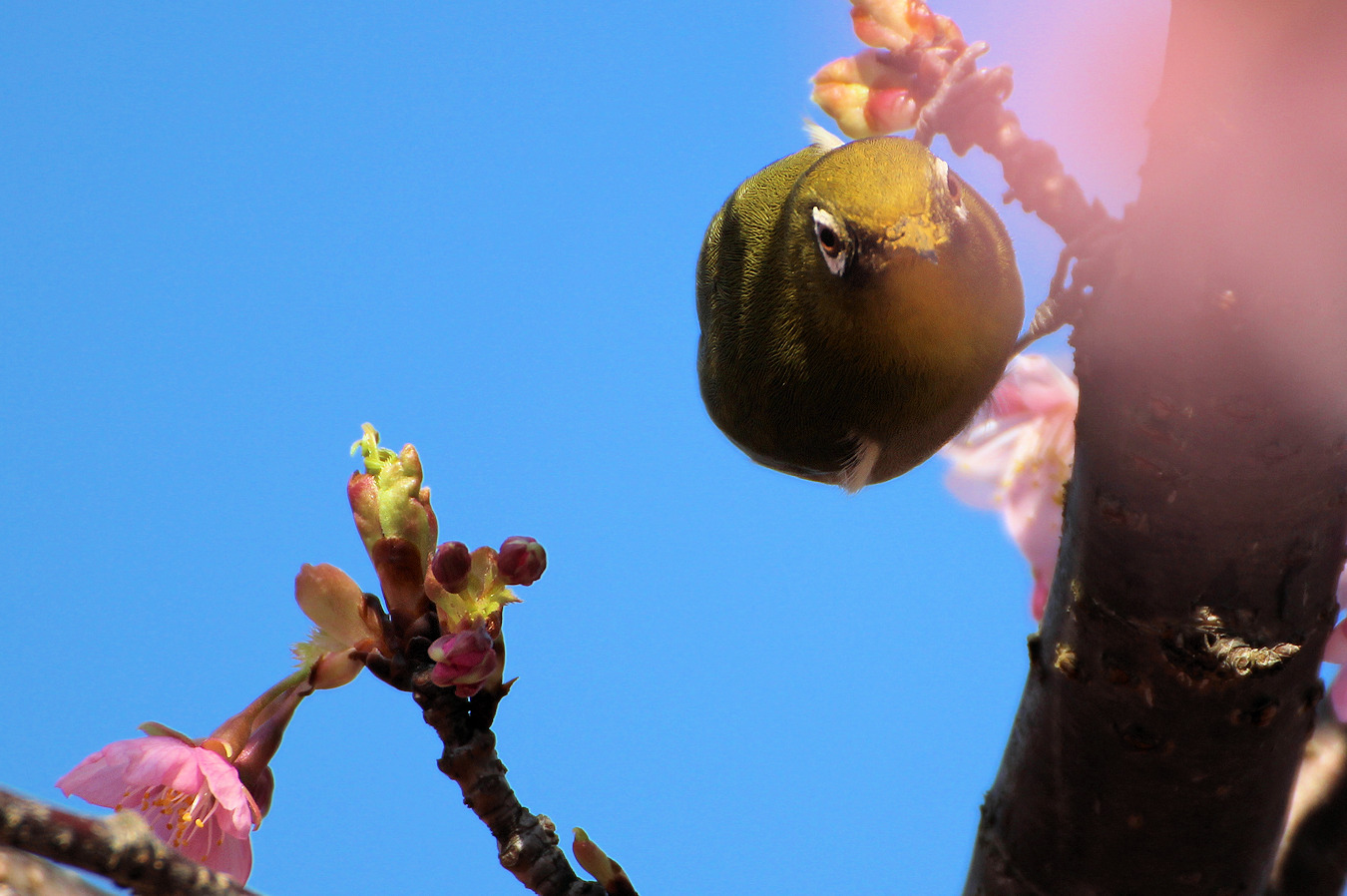 カワヅザクラの木にとまるメジロの正面姿
