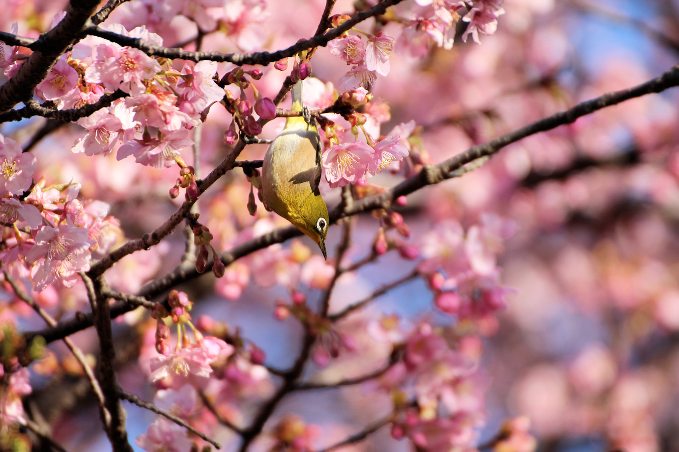 カワヅザクラの木の枝にとまるメジロ