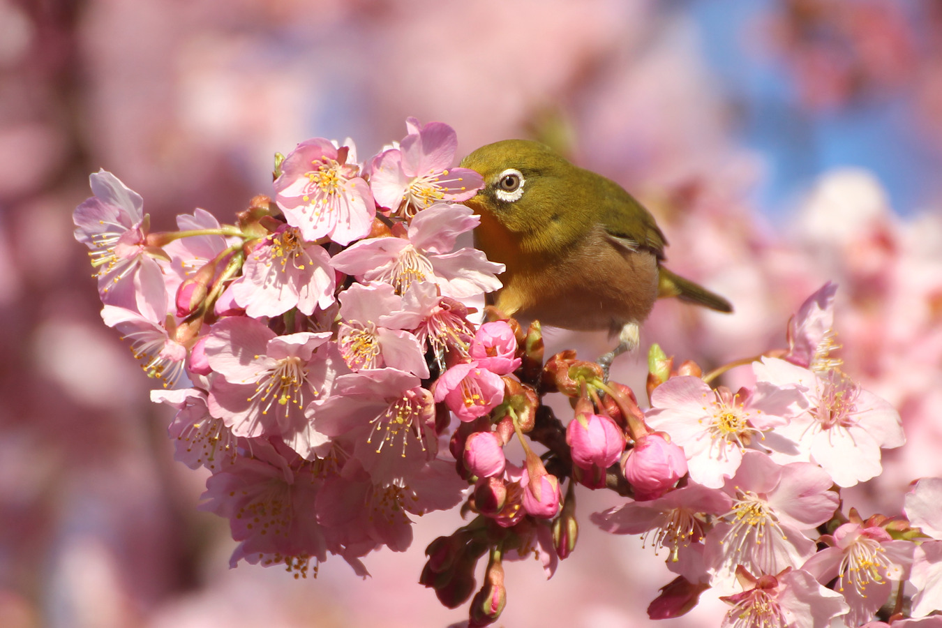 野鳥メジロとカワヅザクラ