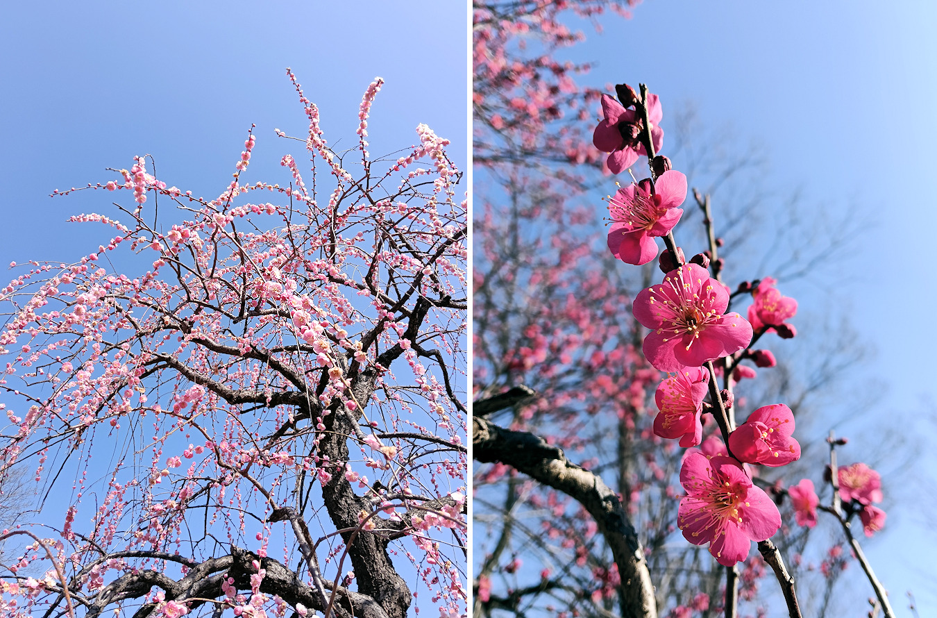 ピンク色の梅の花