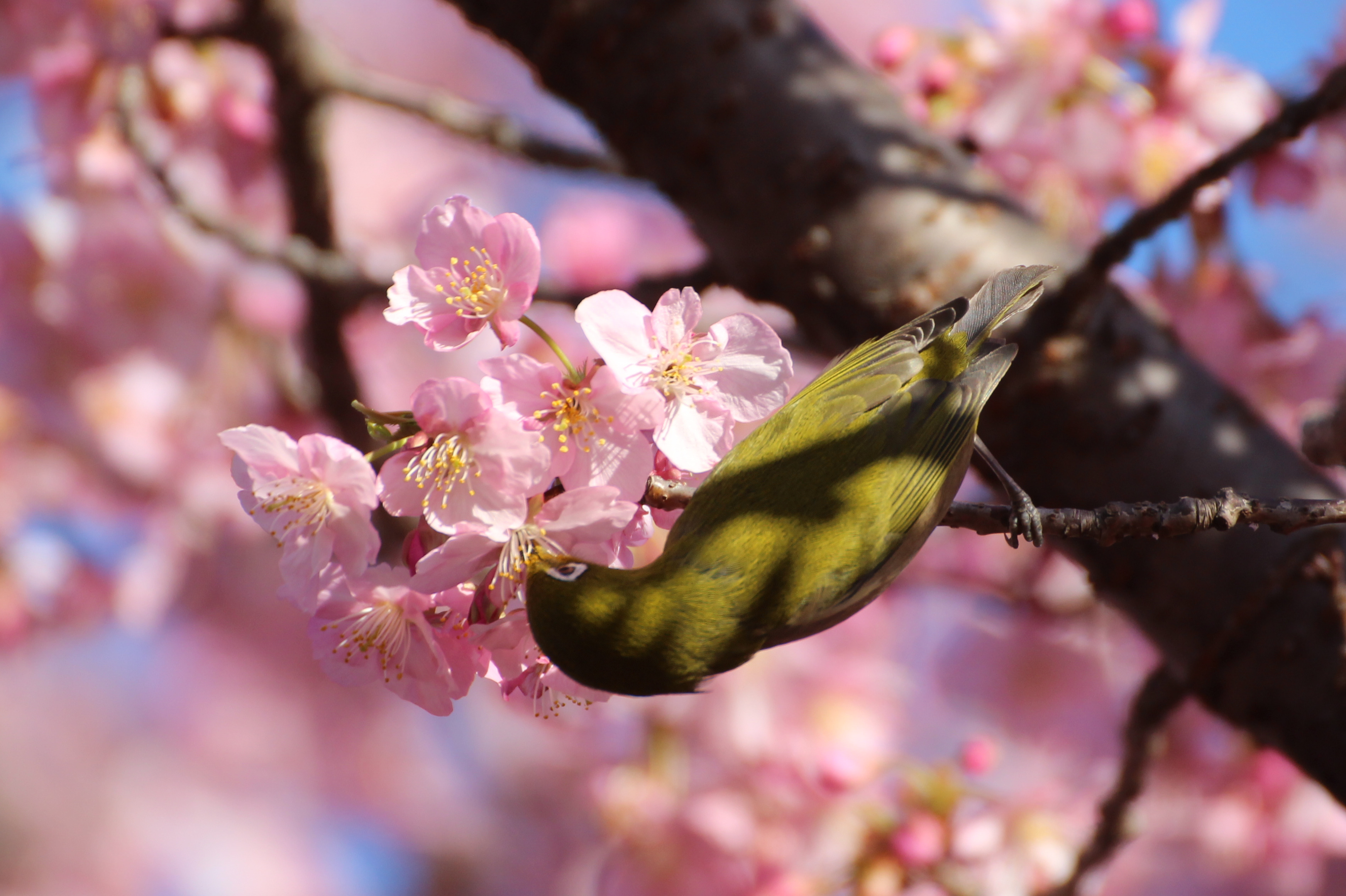 カワヅザクラの桜花の蜜を吸うメジロ