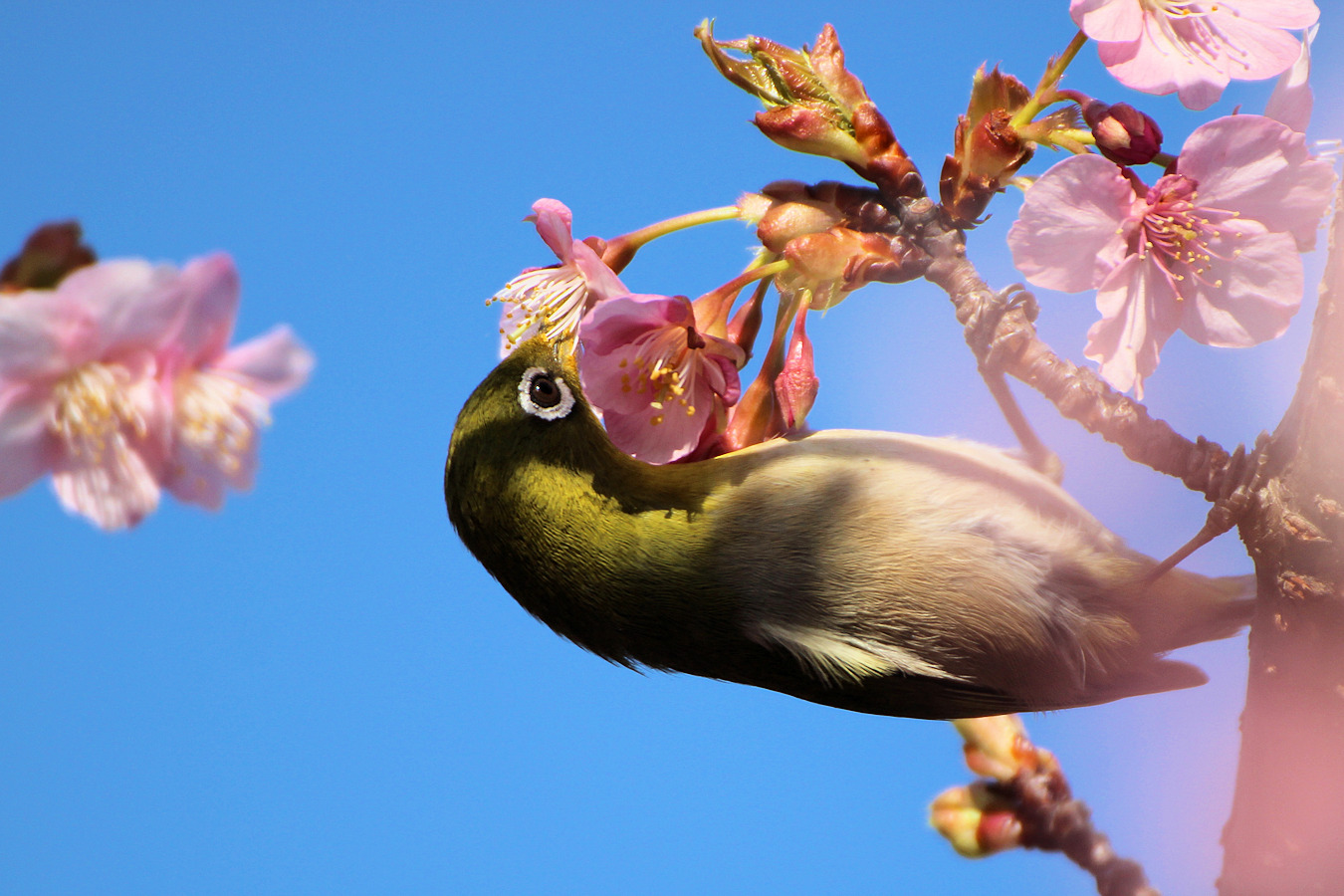 花の蜜を吸うメジロ