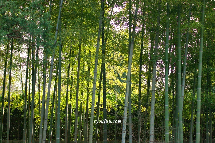 竹藪 画像