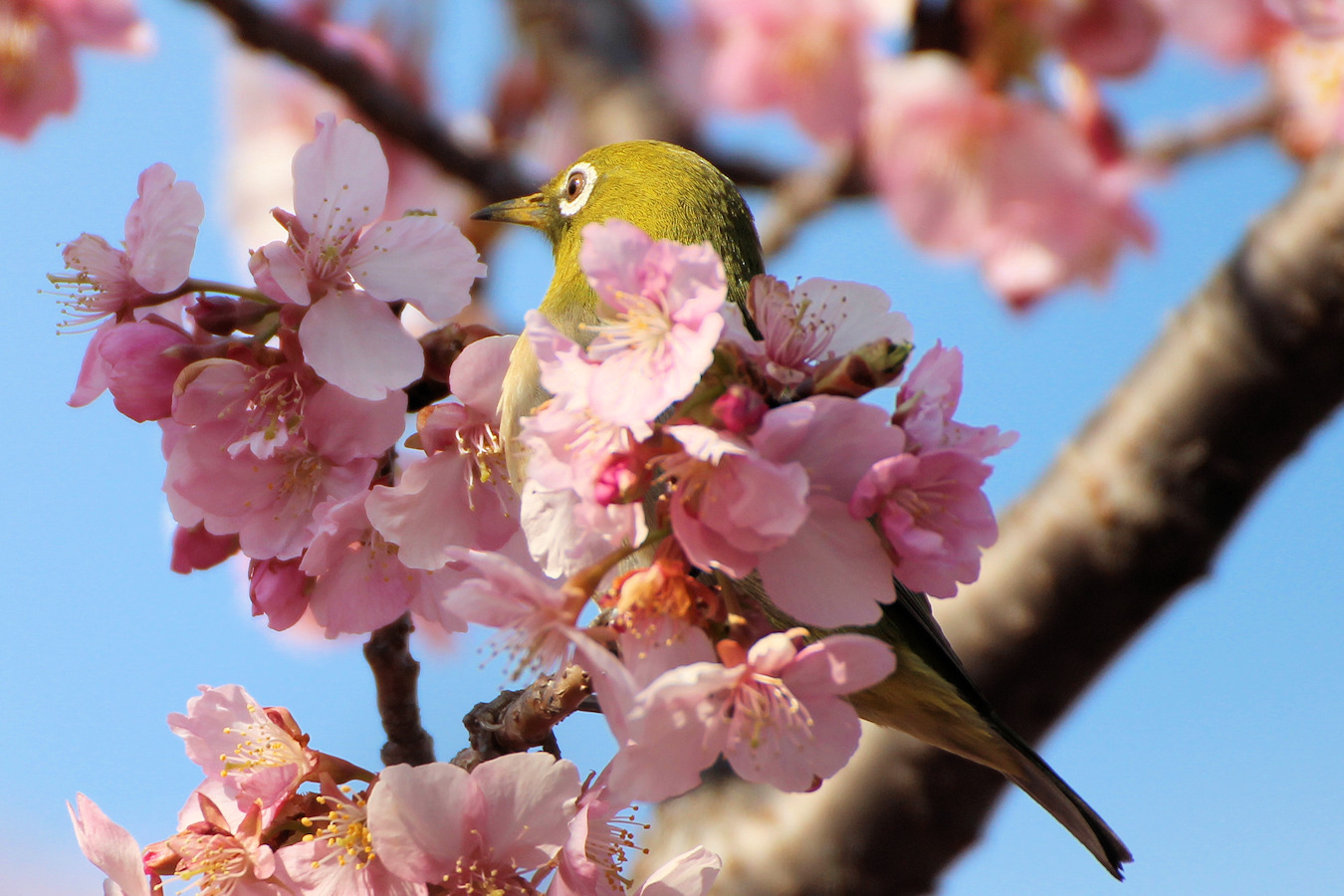 メジロとカワヅザクラ