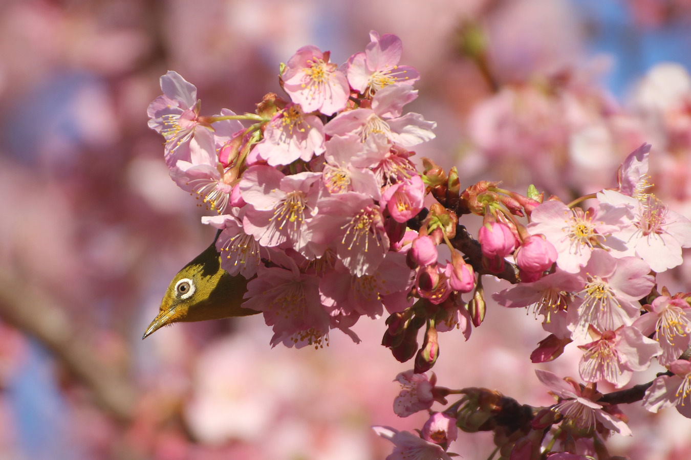 メジロと河津桜