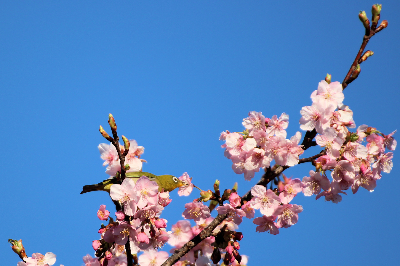 青空のカワヅザクラの花の蜜を吸うメジロ